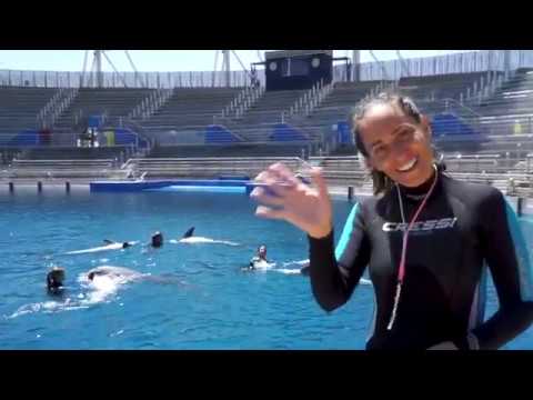 Descubre la increíble experiencia de bañarte con delfines en Oceanogràfic Valencia