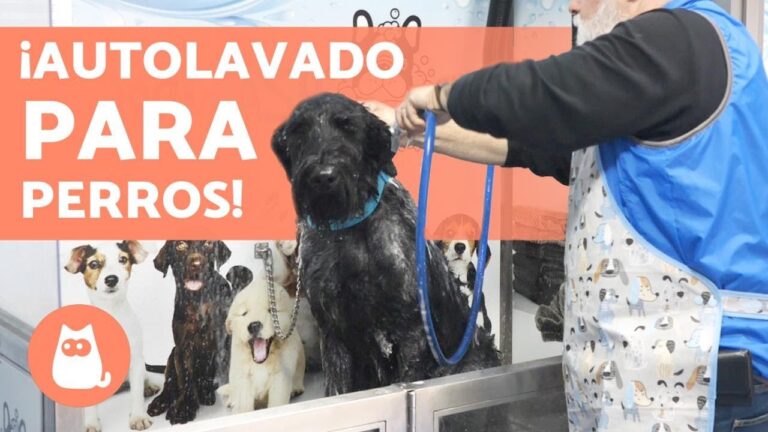 Gasolineras Repsol en Valencia ofrecen lavado de mascotas ¡Un servicio imprescindible para amantes de los animales!