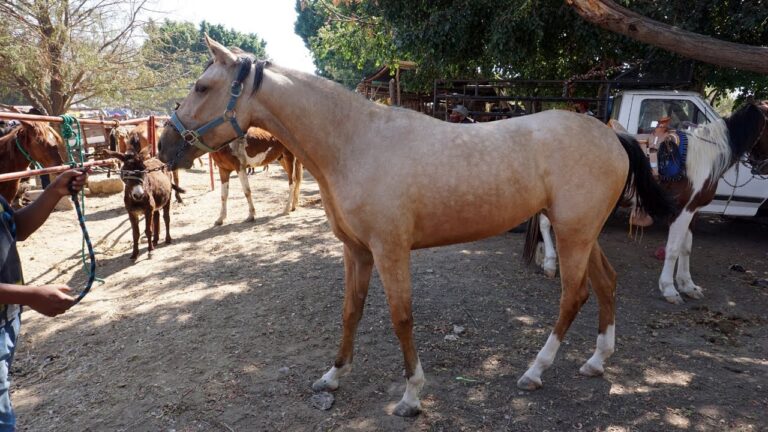 Descubre los caballos a precios bajos: ¡venta de caballos baratos en Valencia!