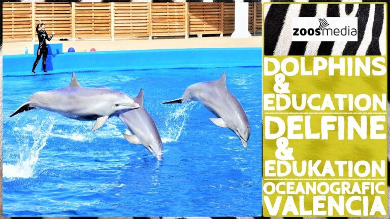 Descubre los horarios del espectáculo de delfines en Oceanogràfic Valencia